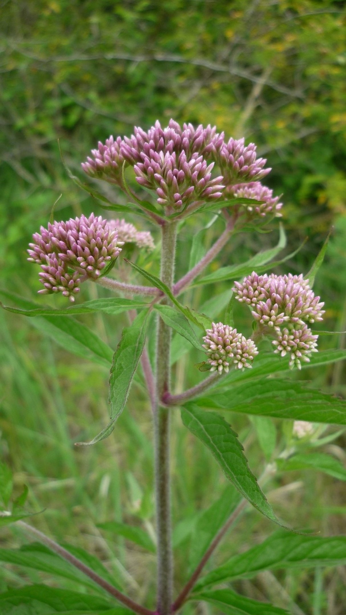 CH DE VALERIANA PARA QUE SERVE Conhe a 4 BENEF CIOS e COMO PREPARAR