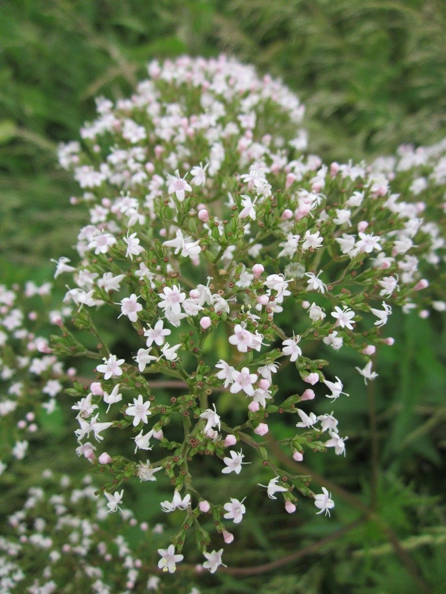 CH DE VALERIANA PARA QUE SERVE Conhe a 4 BENEF CIOS e COMO PREPARAR