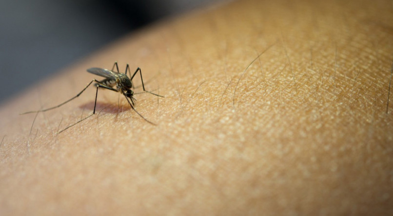 O transmissor: vacina para prevenção à dengue atende população a partir dos 4 anos de idade