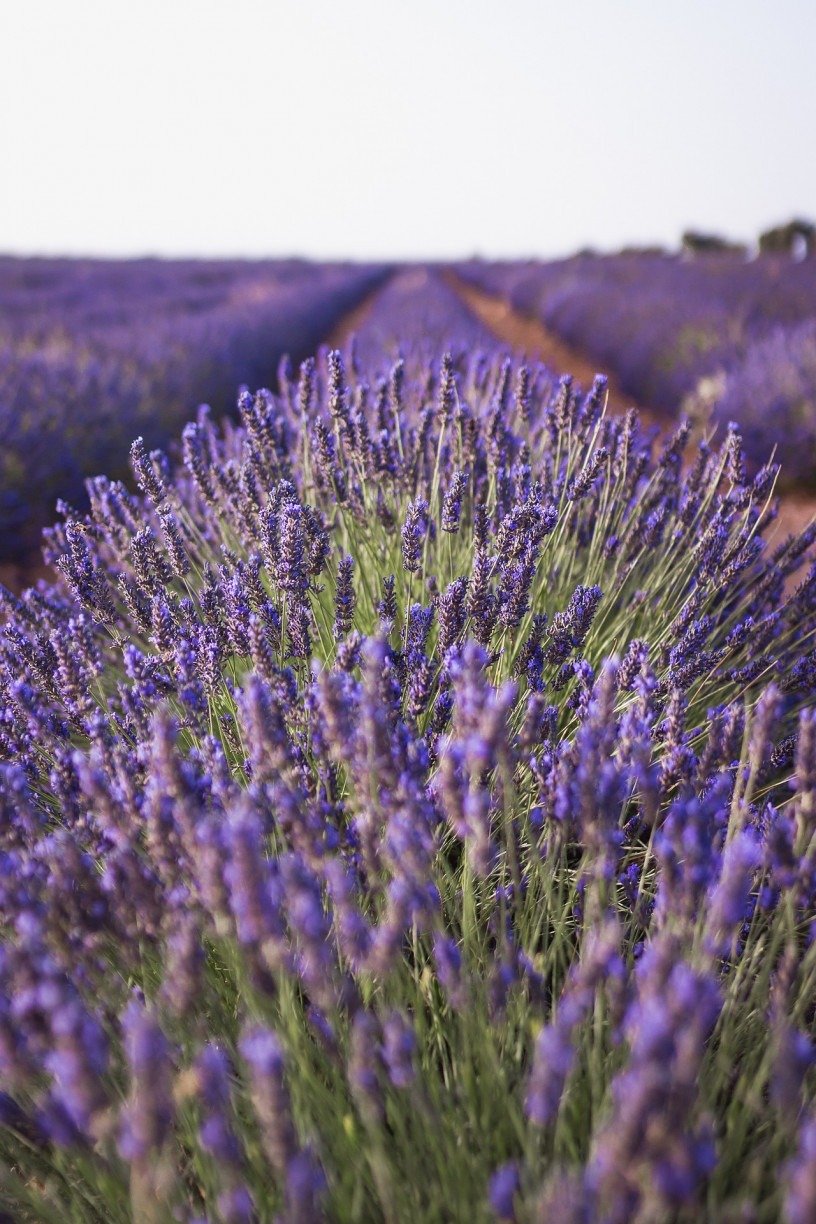 CH DE LAVANDA Para que serve o ch de lavanda Saiba BENEF CIOS