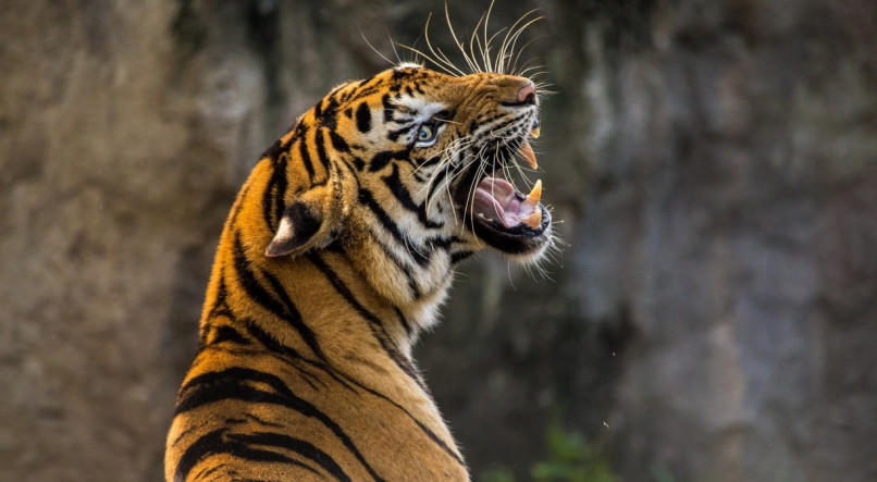 Tigre aparece com sapato na boca e corpo &eacute; encontrado em jaula