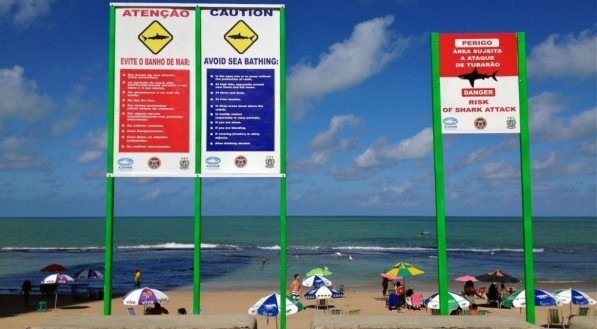 TUBARÕES: Após 3 graves incidentes, Raquel Lyra deveria proibir banho de mar em Recife, Olinda e Jaboatão até que novos estudos sejam feitos?
