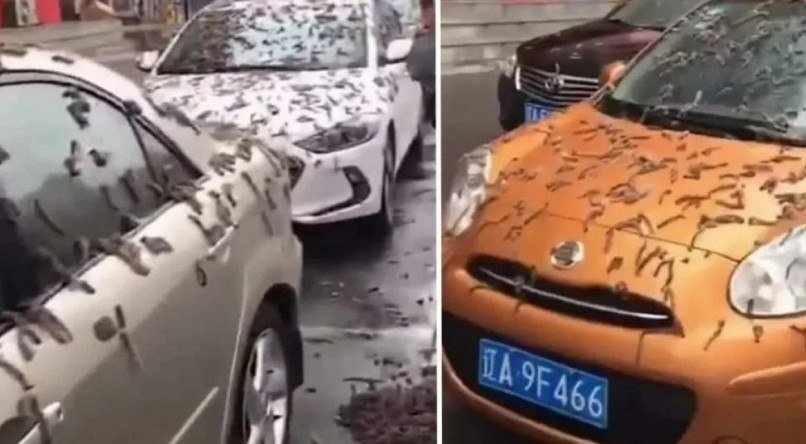 Suposta chuva de vermes foi registrada em vídeos na China