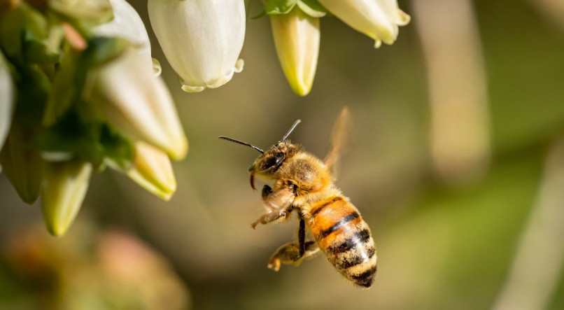 Conheça vítima de ataque de abelhas em Igarassu 