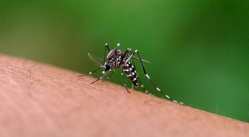 Mosquito da dengue, aedes aegypti, picando a pele.