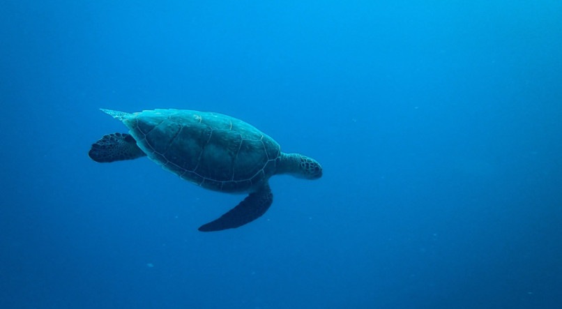 Tartaruga-marinha