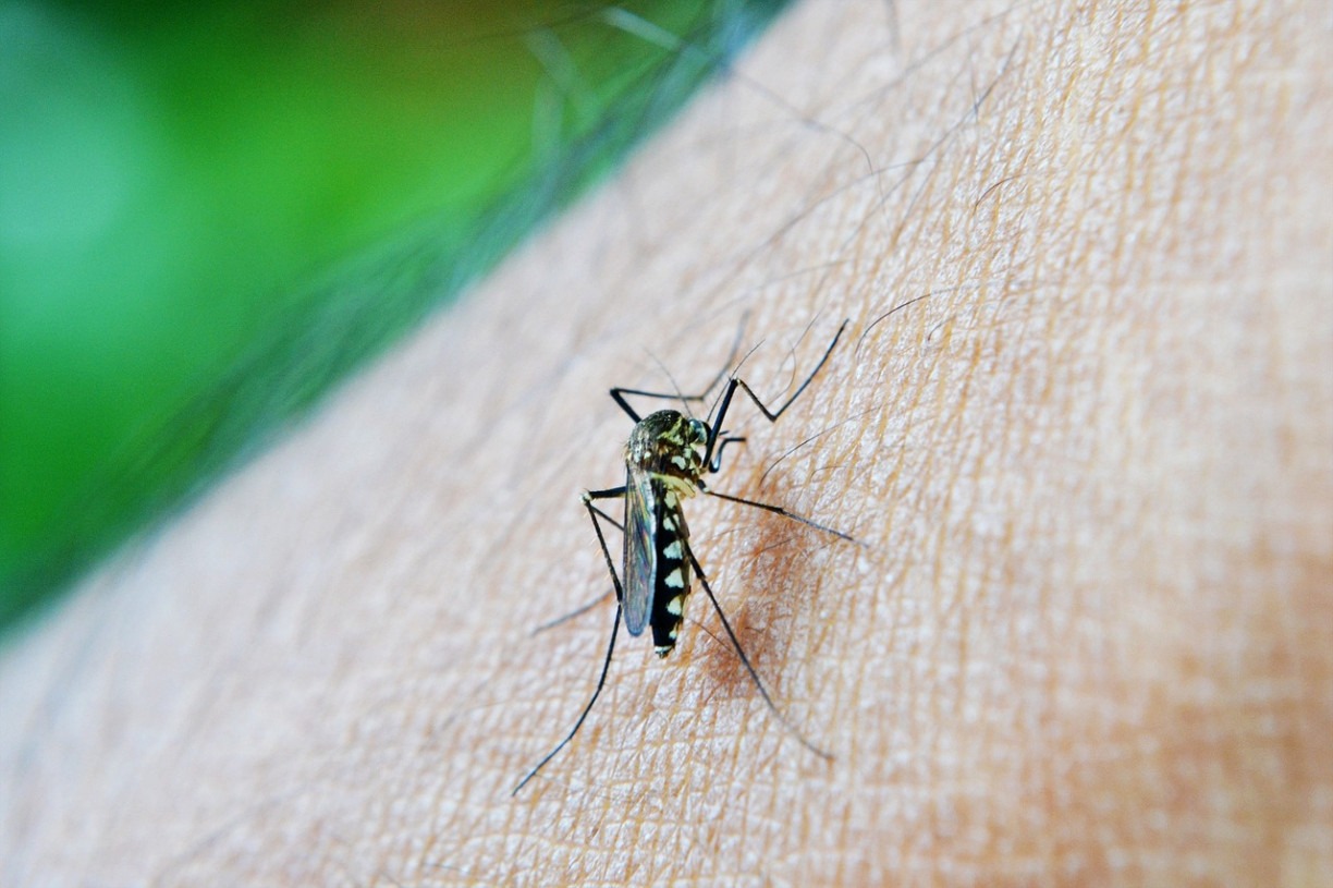 Dia D contra a Dengue: Ministério da Saúde anuncia estratégias de combate ao Aedes aegypti