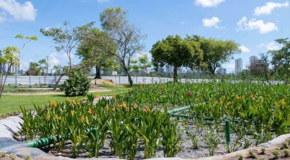 Recife (PE) - Despoluição do riacho do Cavouco, afluente do Rio Capibaribe (PE). Jardins Filtrantes (início de março). Foto: Giselle Cahú/CITinova