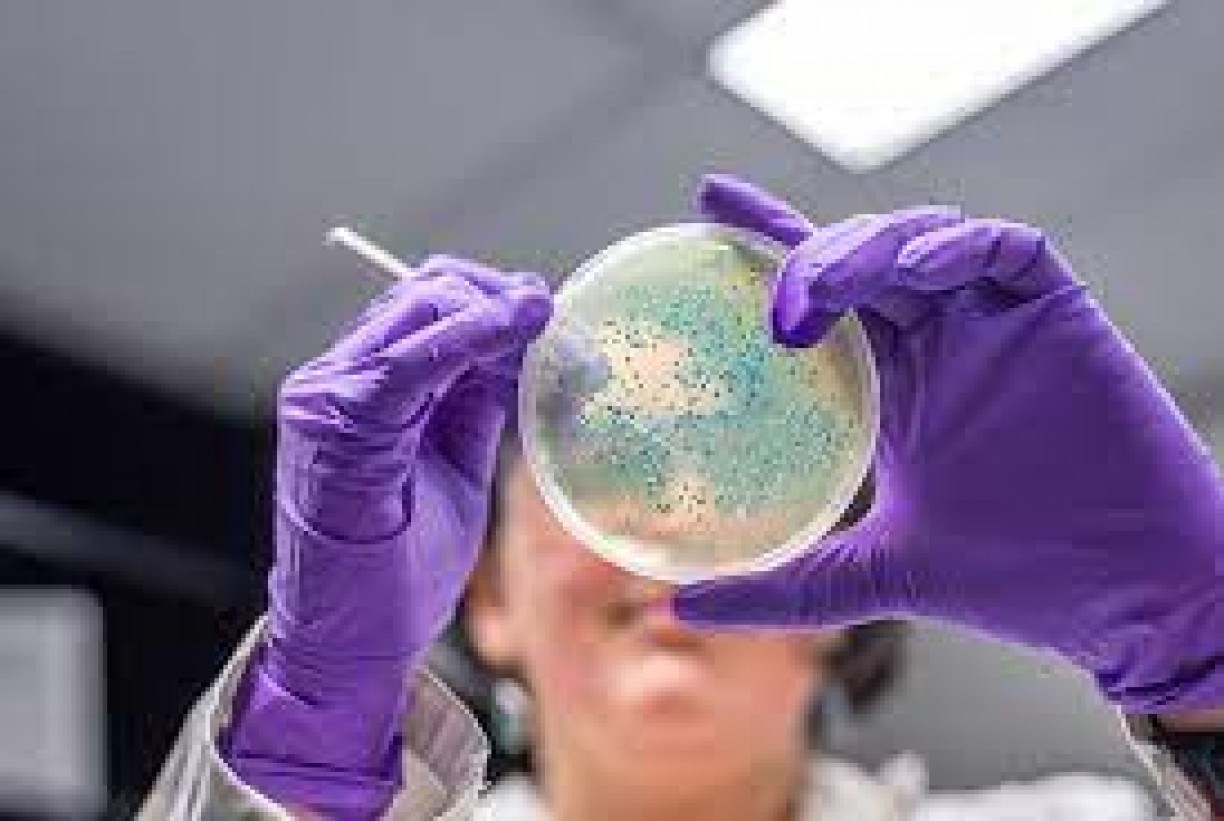 Cientistas modificam bactéria para combater o câncer e poderá ser testada em humanos nos próximos anos