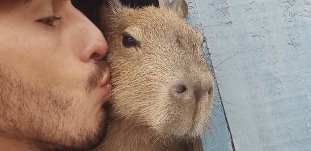 Influenciador consegue guarda provisória da Capivara Filó; entenda a disputa