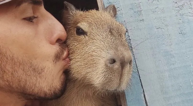 Capivara Filó é devolvida e agente do Ibama expõe morte de animais