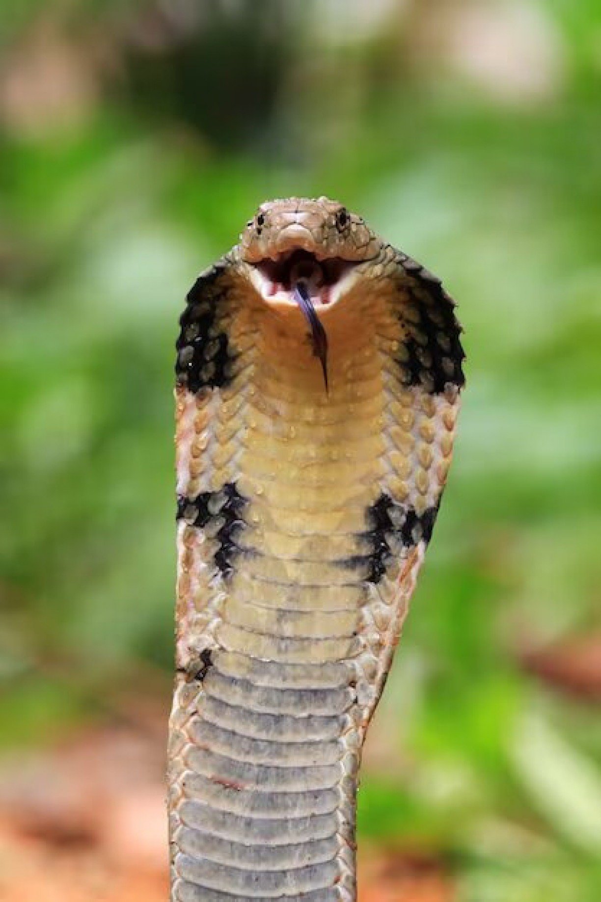 Sonhar com cobra espiritualmente é positivo? Descubra!