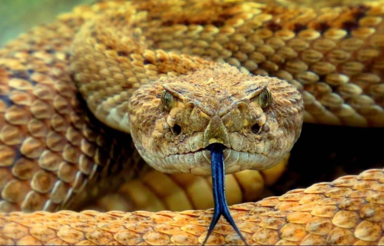 O que significa Sonhar com Cobra Marrom?