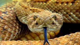 cobra