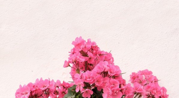 Flor da fortuna