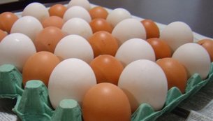 ovos