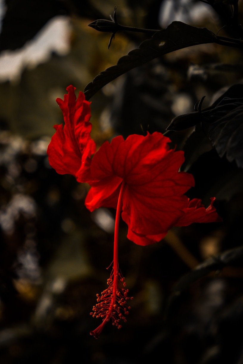 5 BENEF CIOS DO CH DE HIBISCO ANTES DE DORMIR pode tomar ch de