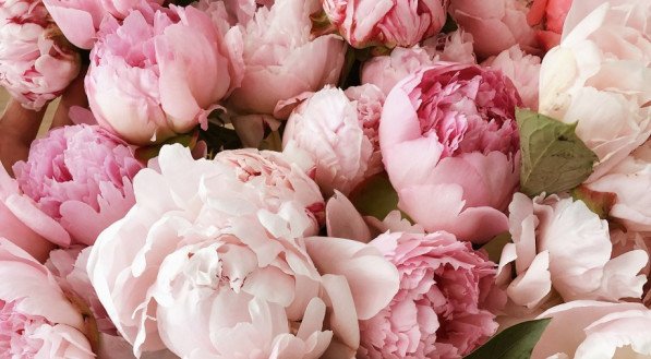 peonias flores