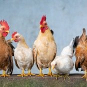 Mortes de gansos e patos em zoológico no RS foram por gripe aviária