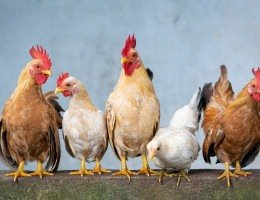 Mortes de gansos e patos em zoológico no RS foram por gripe aviária