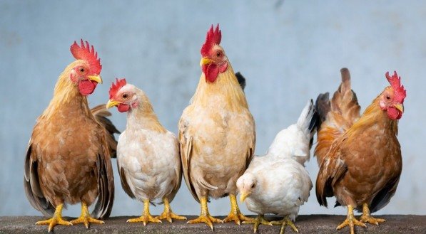 Ministério da Agricultura e Pecuária confirmou que mortes de 38 cisnes e patos do Parque Zoológico de Sapucaia do Sul foram causadas pela Influenza Aviária de Alta Patogenicidade