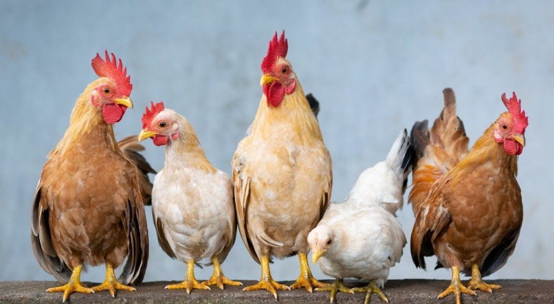 Gripe aviária é confirmada no Brasil