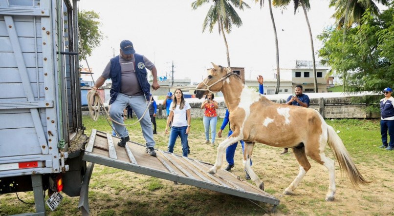 Prefeitura do Recife recolhe animais de grande porte e carroças em Boa Viagem