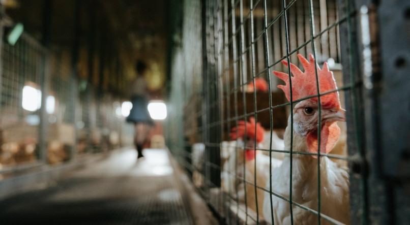Líder nas exportações de carne de frango para o mundo, o Brasil é um dos únicos países que ainda se mantém com o status de livre da gripe aviária