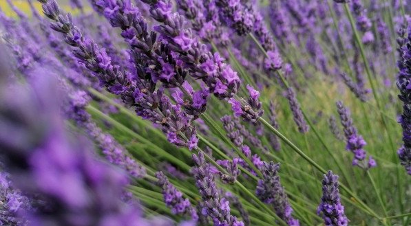 Lavanda