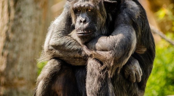 Macaco no Sonho: azar ou proteção? Veja o que sonho revela sobre você