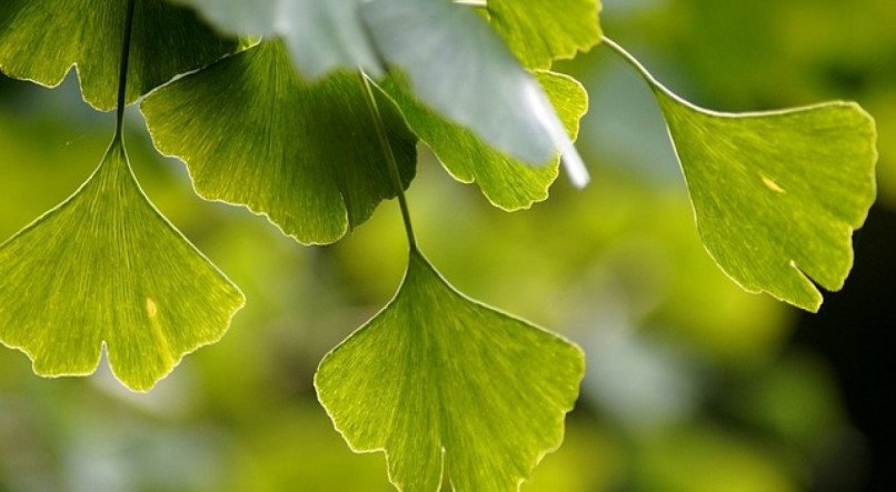 Ginkgo biloba