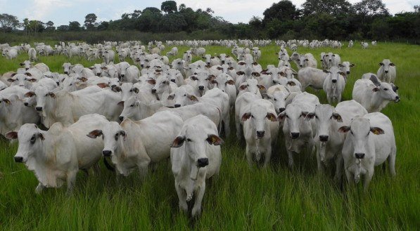 Autorregulação para a cadeia de carne bovina vira desafio para BNB e Basa que financiam empresas nas duas regiões