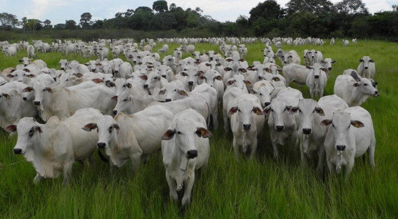 Produçãod e gado no Basil agora terá que se submeter a regars de autoregulação do bancos                  
         