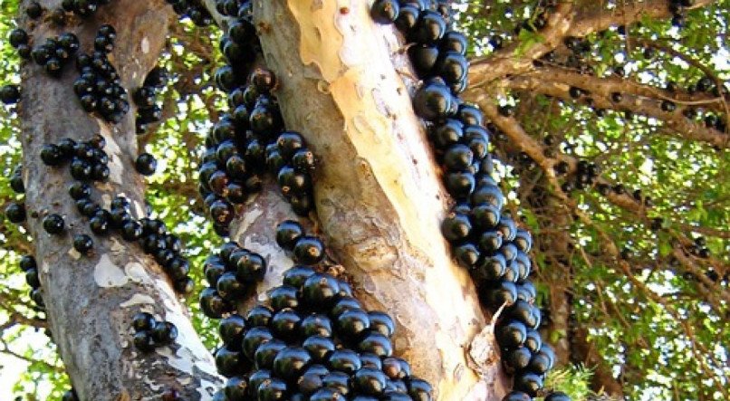 Jabuticaba