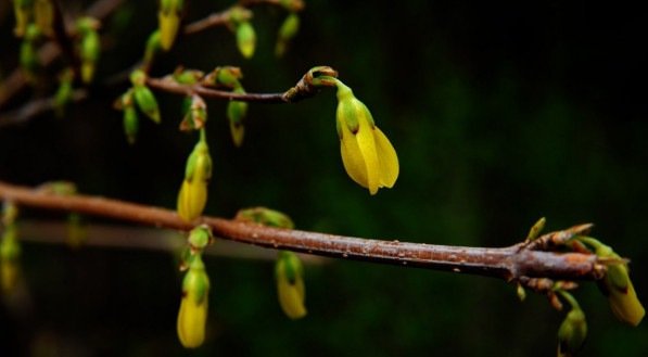 Berberina para que serve? Conhe&ccedil;a as propriedades da berberine planta que est&aacute; conhecida como &quot;Ozempic Natural&quot;