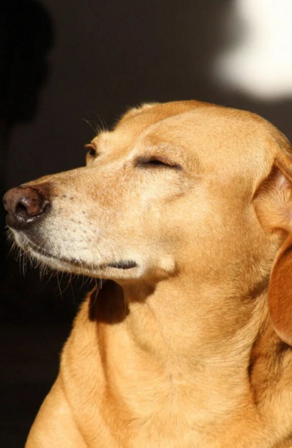 Sonhar com Cachorro: Veja Significados e Como Interpretar