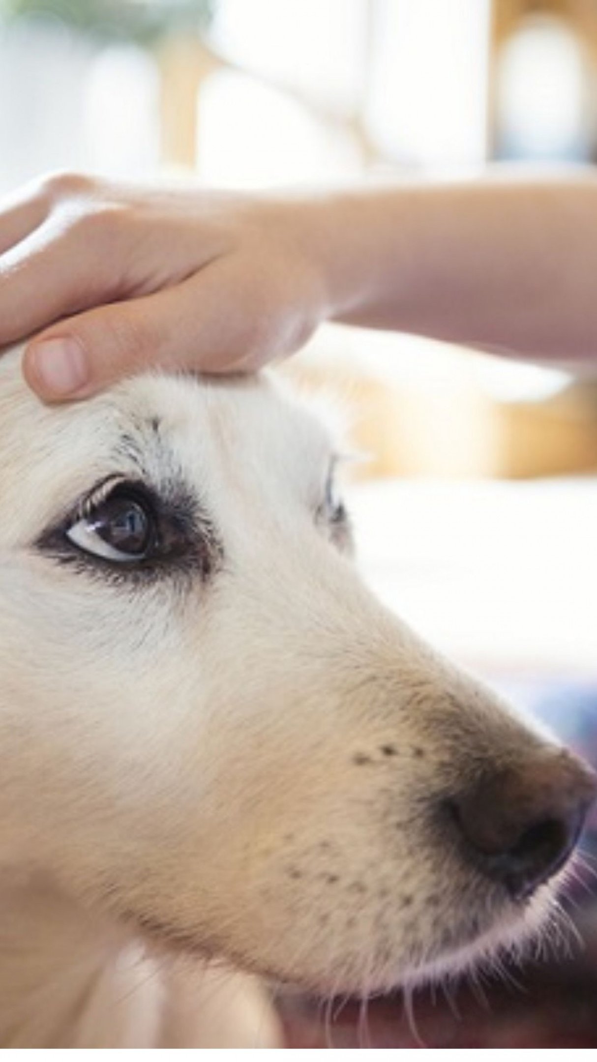 Sonhar com Cachorro: Veja Significados e Como Interpretar