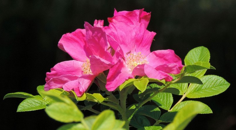 Para o Feng Shui, cultivar plantas pode estimular amor e felicidade na sua vida