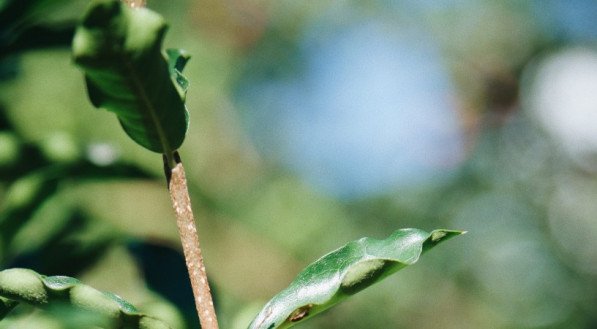 acerola &eacute; fonte de vitamina c