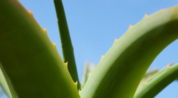 Devido a sua eficiência, muitos cosméticos naturais contêm a babosa. A planta leva brilho, hidratação e ainda pode curar feridas do corpo.