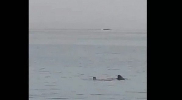 Vídeo mostra tubarão-tigre atacando homem no mar vermelho