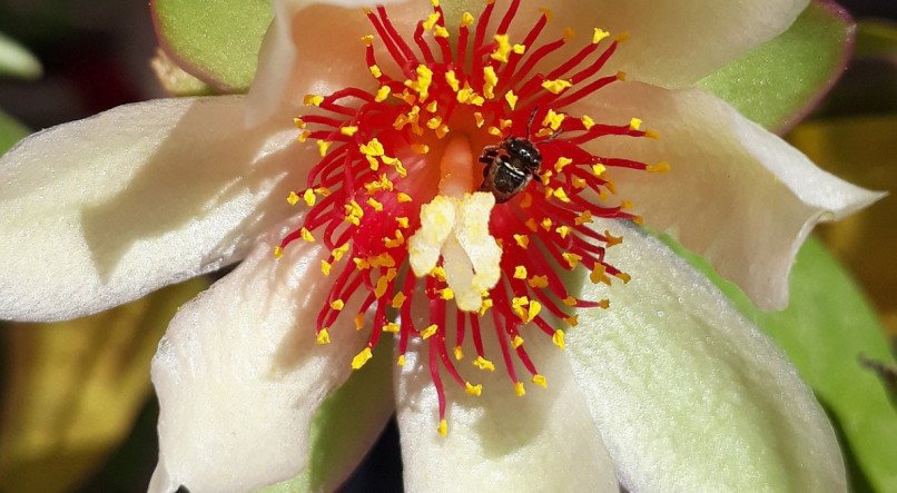 Descubra se pode comer a flor da ora-pro-nóbis.