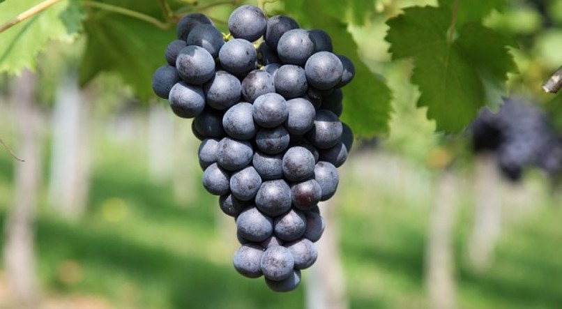 Uvas