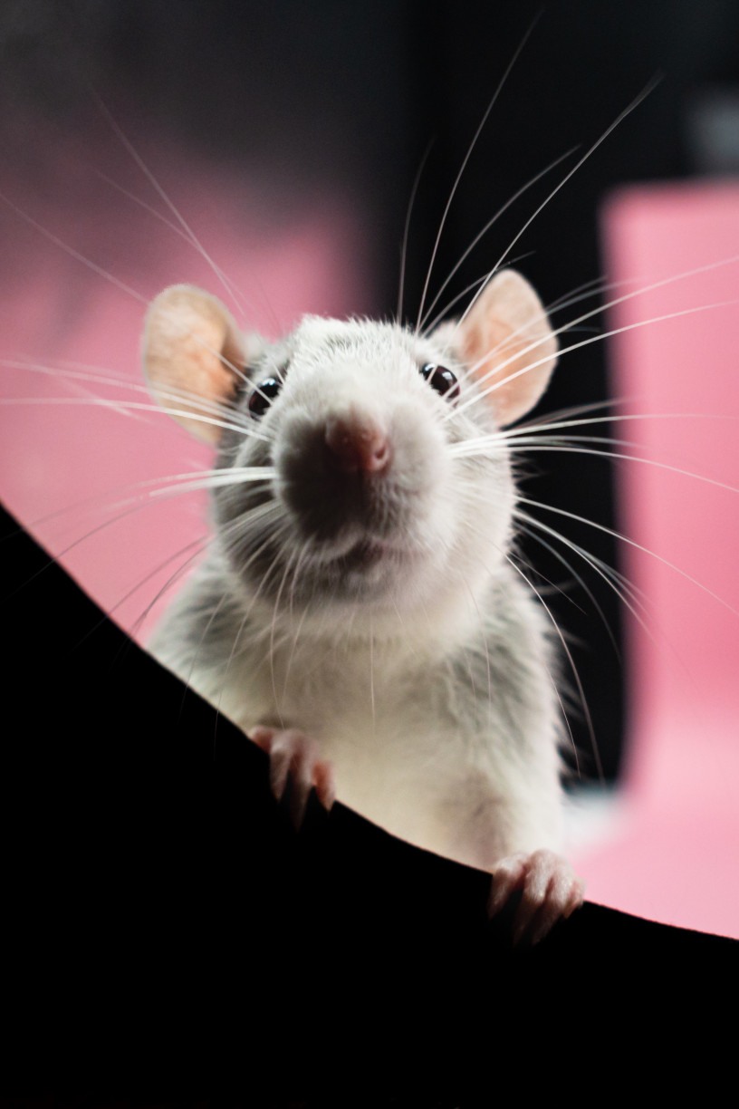 Ratos - Veja como facilmente um rato pode entrar na sua casa, seja