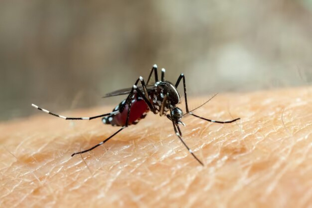 A infestação do Aedes aegypti é sempre mais intensa onde há água acumulada e altas temperaturas: fatores que propiciam a eclosão de ovos do mosquito