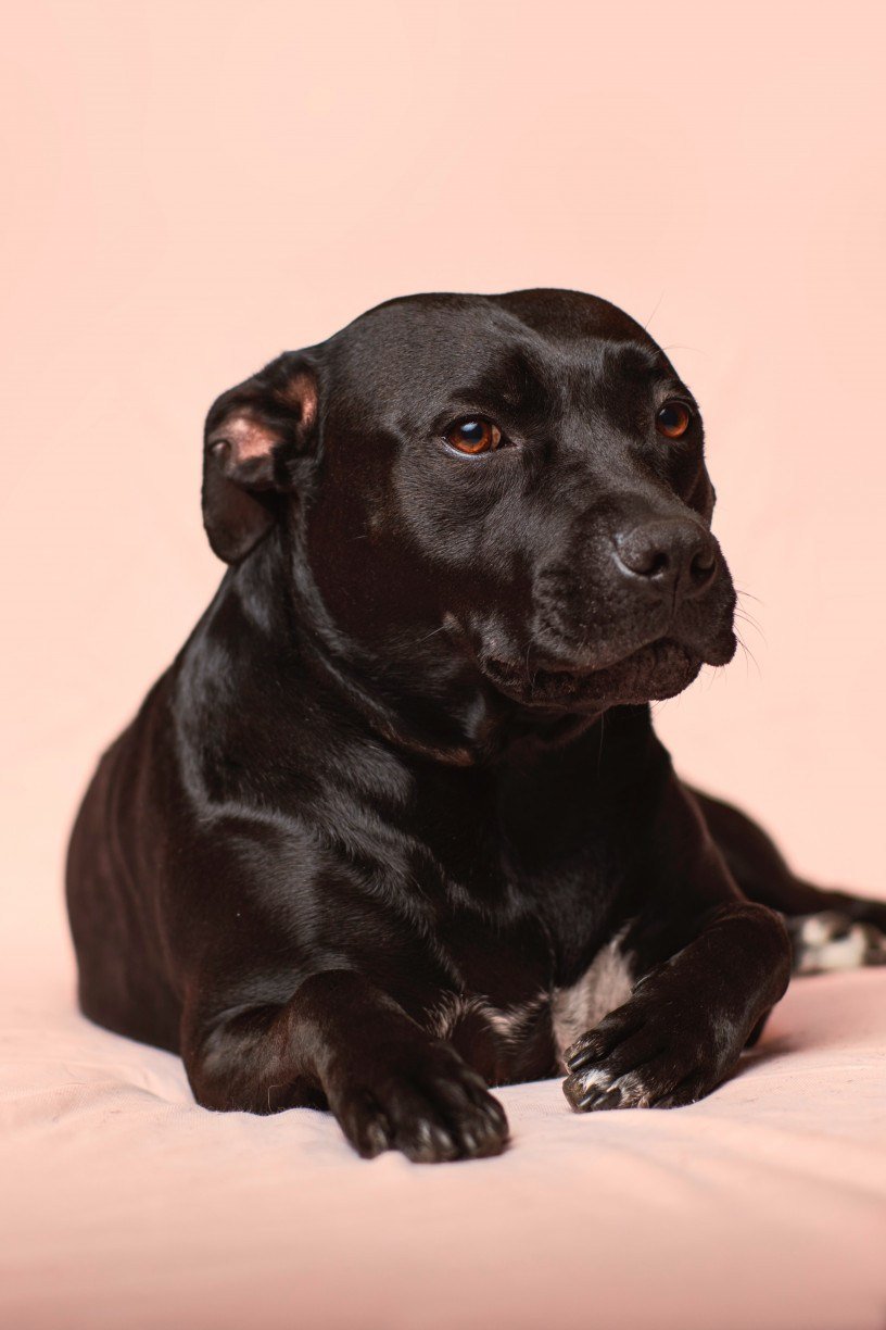 CH DE CAMOMILA PARA CACHORRO Confira ch s que cachorro pode