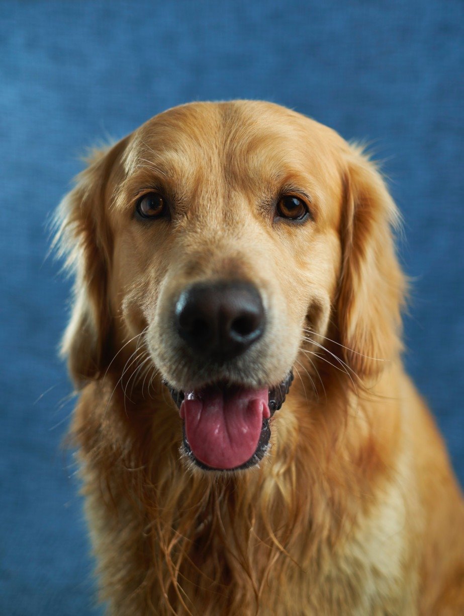 Raças de cachorro: guia completo das raças