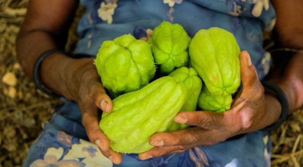 CHUCHU COM LIMÃO BENEFÍCIOS: veja como fazer SUCO DE CHUCHU COM LIMÃO e saiba os BENEFÍCIOS DO CHUCHU