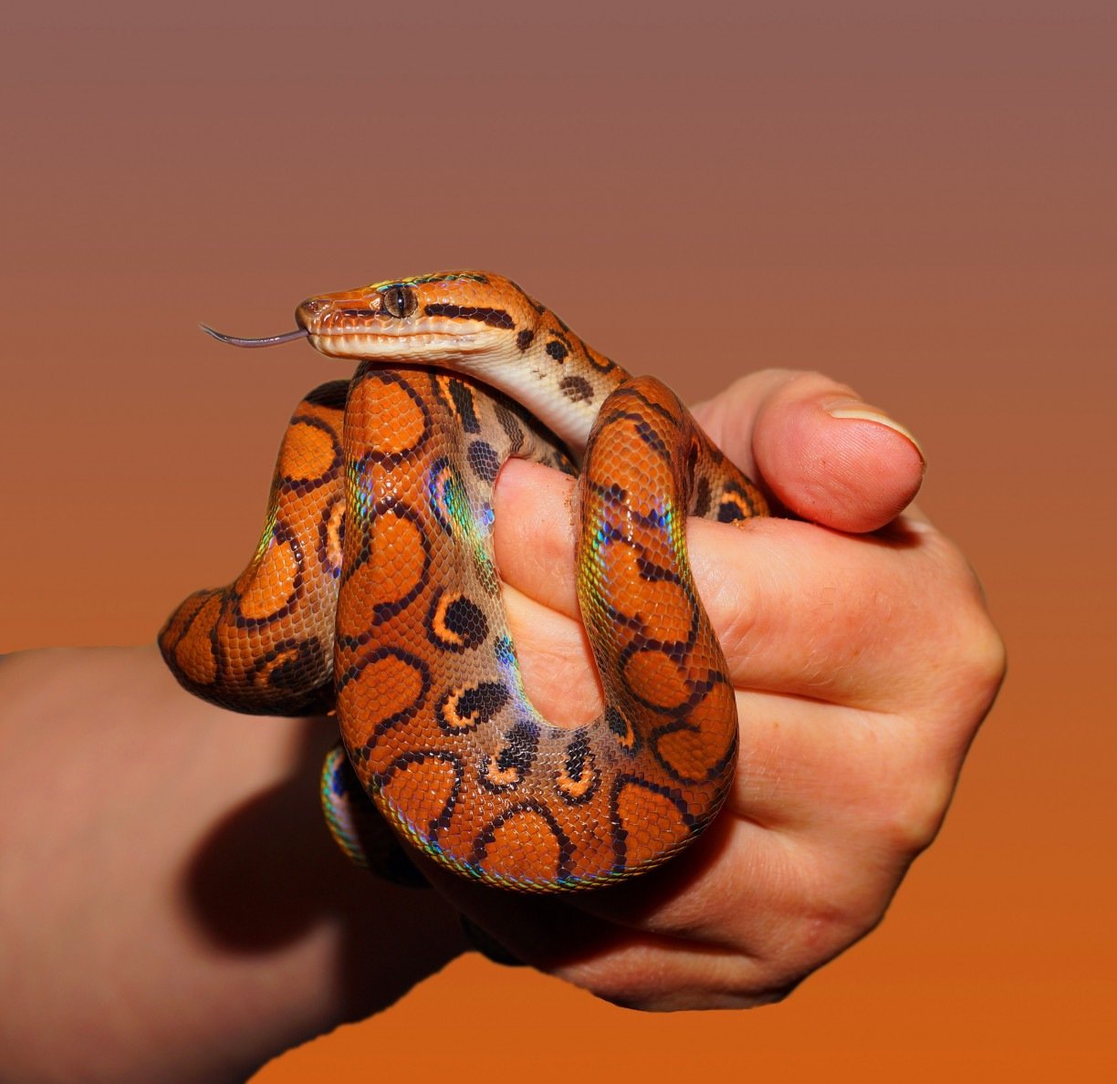 Sonhar com cobra espiritualmente é positivo? Descubra!