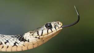 cobra